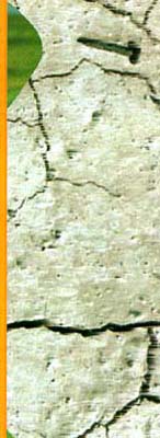 Cover right